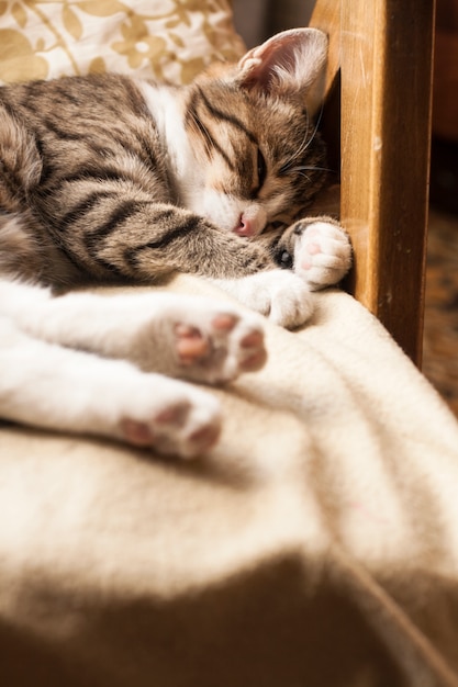 Giovane simpatico gatto che dorme sul divano