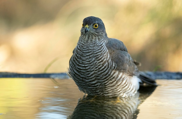 Giovane sparviero eurasiatico femminile che fa il bagno in un punto d'acqua naturale in una foresta di querce e pini