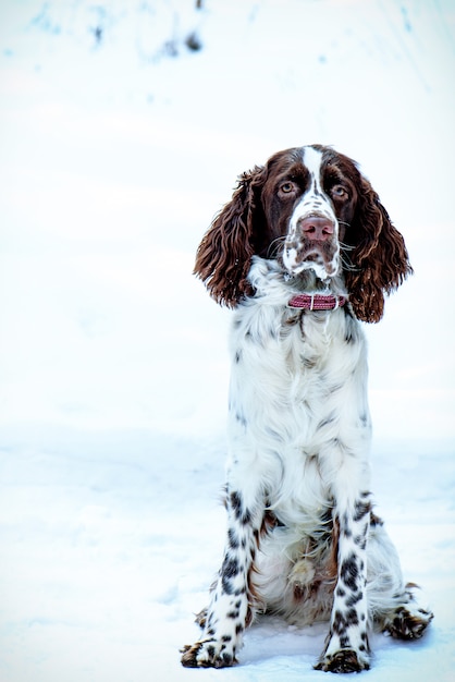 Giovane springer spaniel in natura della neve di inverno