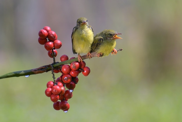 Giovane Sunbird dal dorso olivastro in attesa di essere nutrito