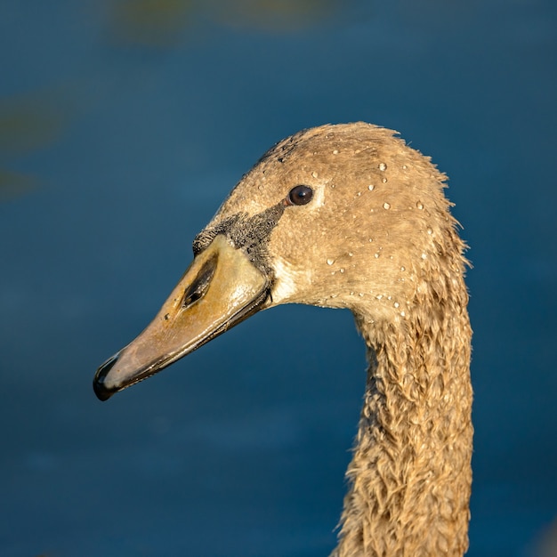 giovane testa di cigno ritratto