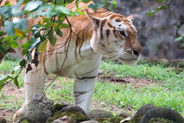 Giovane tigre dorata che riposa sull'erba