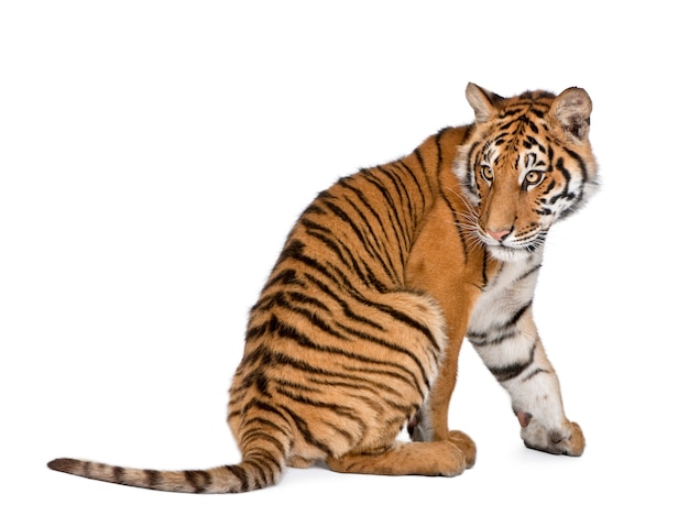 Giovane tigre isolata su bianco