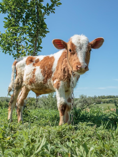 Giovane toro legato con una catena di ferro nel paesaggio rurale sullo sfondo