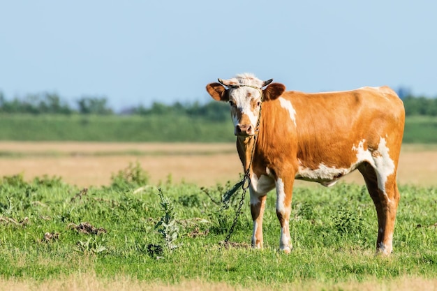 Giovane toro sul campo, campagna del toro