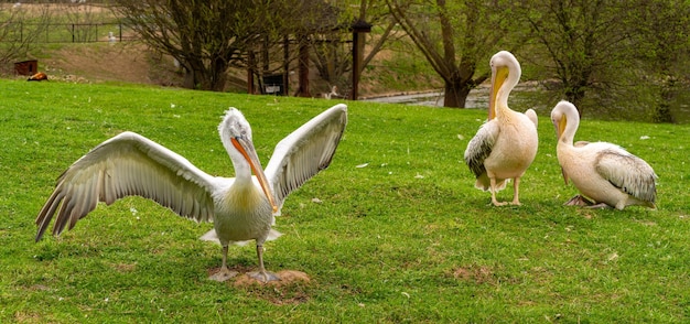 Giovane uccello bellissimo pellicano sull'erba verde Mondo degli uccelli selvatici