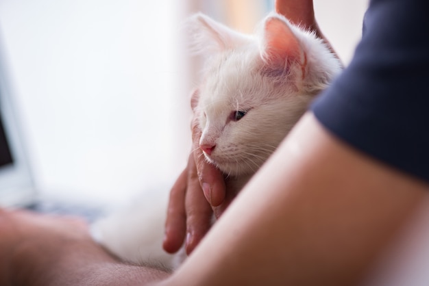 Giovane uomo bello che gioca con il gattino bianco