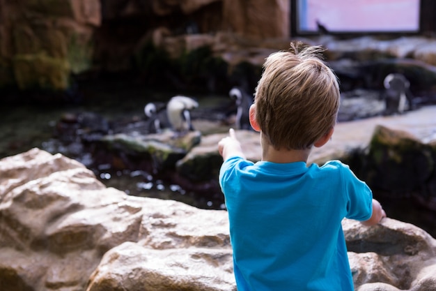 Giovane uomo che punta un pinguino con il dito