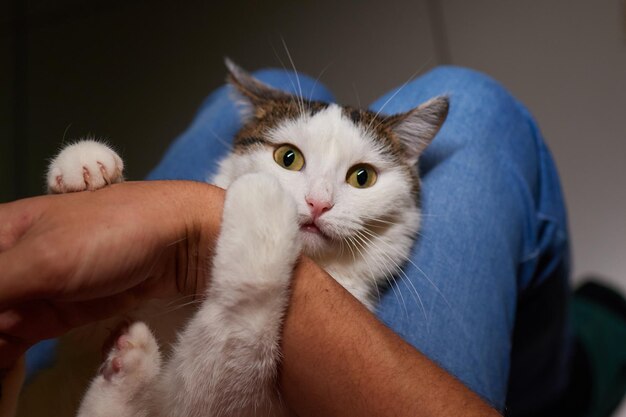 giovane uomo che tiene in braccio e accarezza un gatto maschio carino