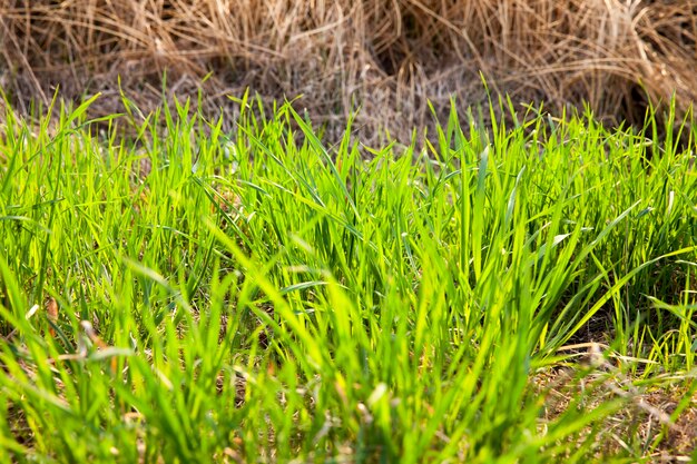 Giovane vegetazione verde di cereali vicino a boccaporti di paglia del vecchio raccolto