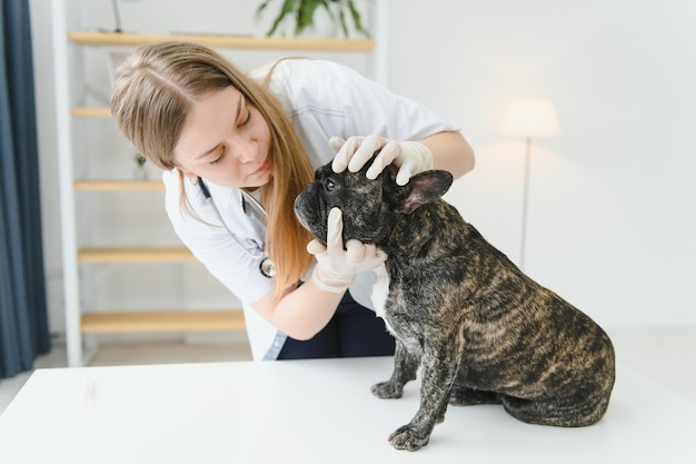 Giovane veterinario allegro che si prende cura ed esamina un bel cane bulldog francese