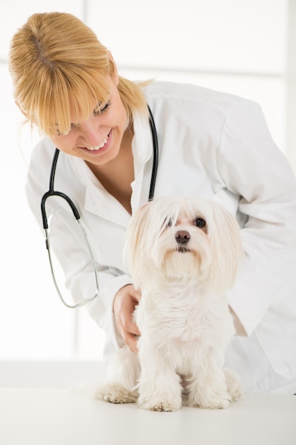 Giovane veterinario femminile che esamina un cane maltese presso l'ufficio del medico