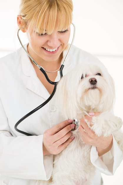 Giovane veterinario femminile che esamina un cane maltese presso l'ufficio del medico