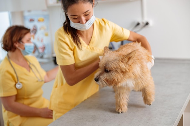 Giovane veterinario femminile che si prende cura del cane in clinica