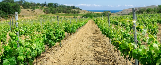 Giovane vigneto verde in una giornata di sole estivo, panorama