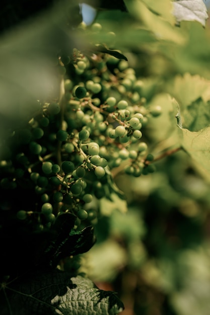 Giovane vite acerba nuova crescita in vigna, un germoglio su un ramo nel sole estivo mattutino.