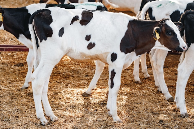Giovane vitello di toro in una stalla in una fattoria