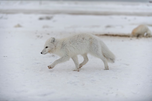 Giovane volpe artica nella tundra invernale. Cucciolo di volpe artica grigia.