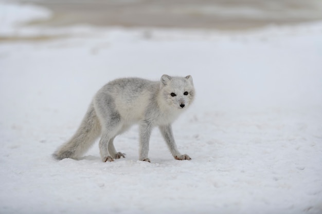 Giovane volpe artica nella tundra invernale. Cucciolo di volpe artica grigia.