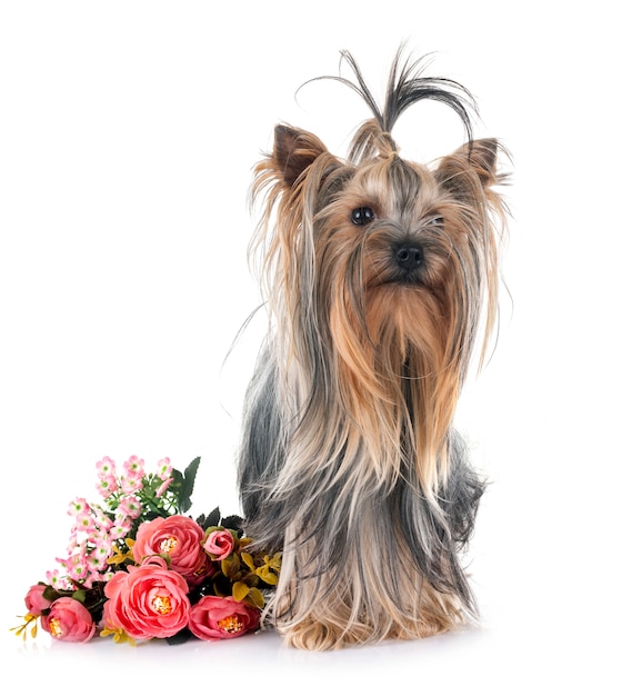 giovane yorkshire terrier