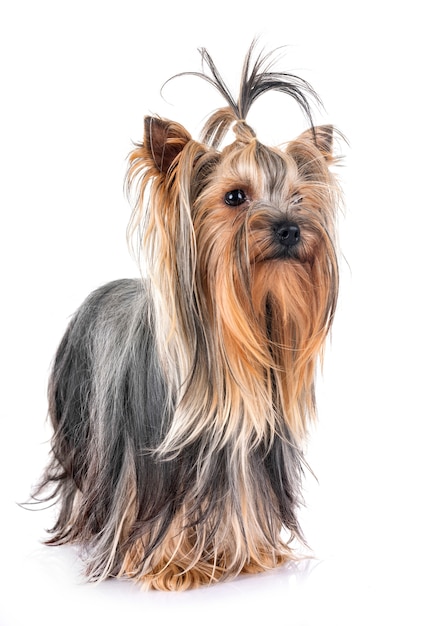 giovane yorkshire terrier