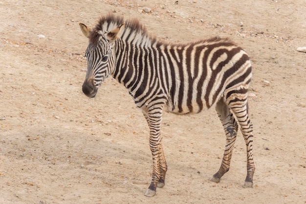 Giovane Zebra Chapman Equus Burchelli Chapmani