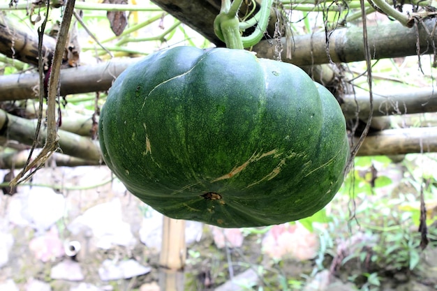 giovane zucca verde nell'albero