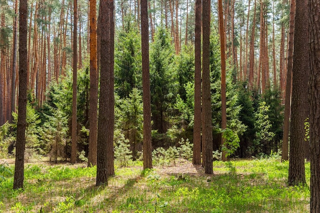 Giovani abeti nella soleggiata pineta estiva in Russia