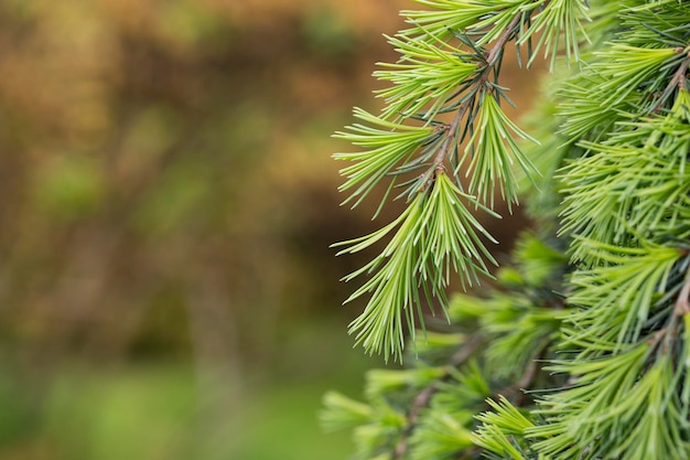 Giovani aghi verde brillante di cedro himalayano cedrus deodara deodar che cresce sull'argine del resort