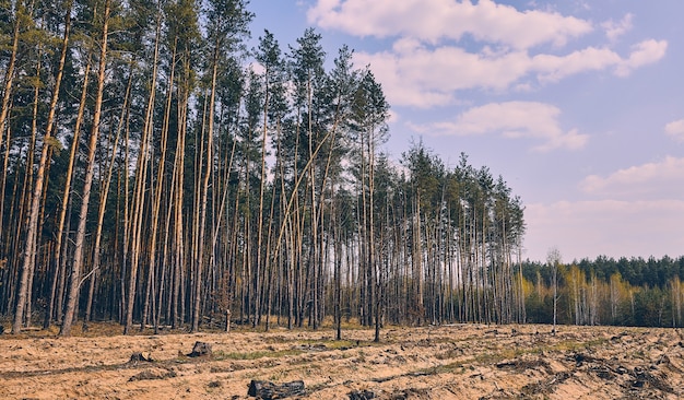 Giovani alberi di conifere e latifoglie che circondano una radura nella foresta in una giornata di sole