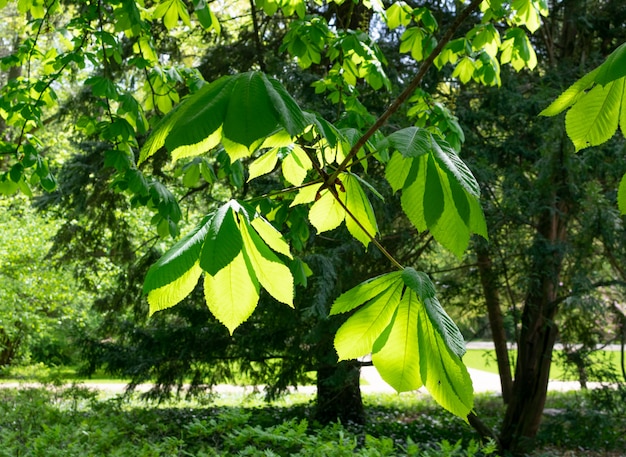 Giovani alberi verde chiaro