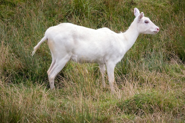 Giovani albino Red Lechwe antilope (Kobus leche)