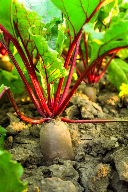 giovani barbabietole mature crescono nel giardino su un concetto di coltivazione di barbabietola da fattoria di ortaggi