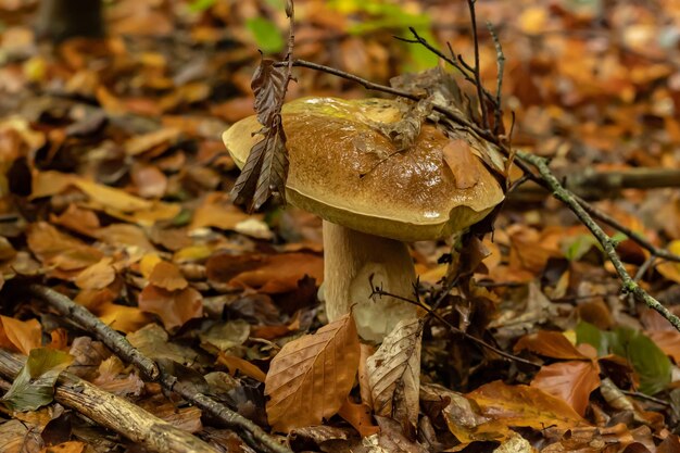 Giovani boleti dopo la pioggia d'autunno nella foresta