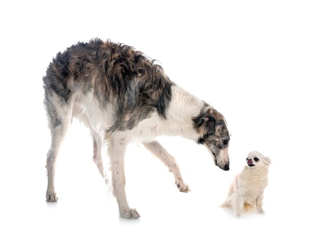 Giovani borzoi e chihuahua