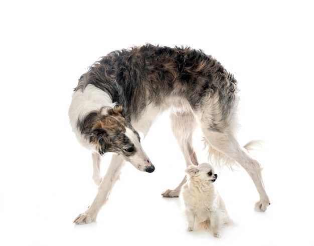 Giovani borzoi e chihuahua