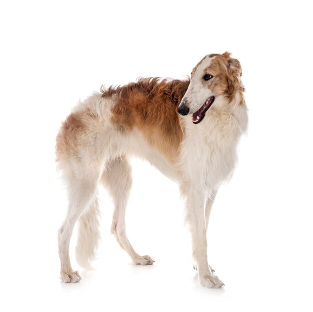 Giovani borzoi isolati su bianco