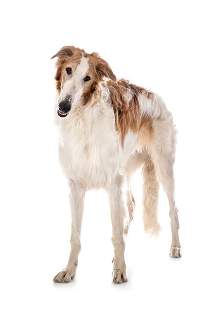 Giovani borzoi isolati su bianco