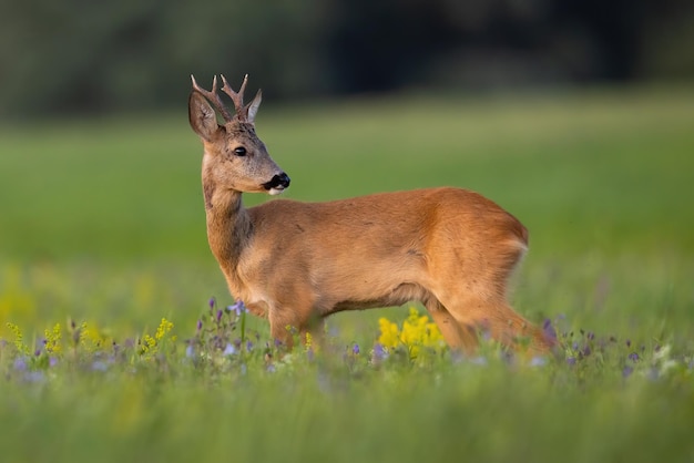 Giovani caprioli alla ricerca di fiori di campo nella natura estiva