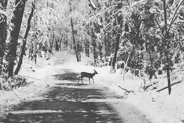 Giovani caprioli in una foresta coperta di neve invernale