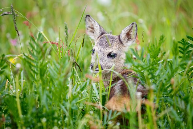 Giovani caprioli selvatici in erba Capreolus capreolus Caprioli appena nati natura selvaggia primaverile