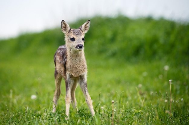 Giovani caprioli selvatici in erba Capreolus capreolus Caprioli appena nati natura selvaggia primaverile