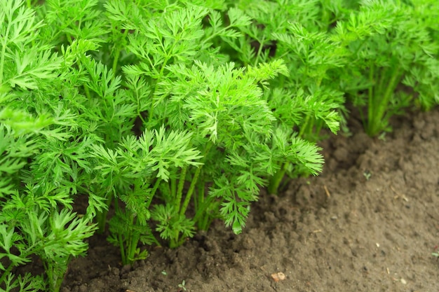 giovani carote biologiche verdi che crescono nel giardino di una fattoria di ortaggi