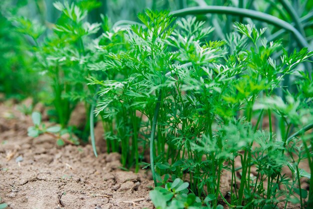 Giovani carote in giardino Cespugli di carote piantati in fila Coltivazione di ortaggi nelle zone rurali Cura e trattamento delle piante Vendemmia futura