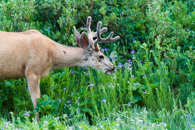 Giovani cervi al pascolo in un campo di fiori di campo blu.