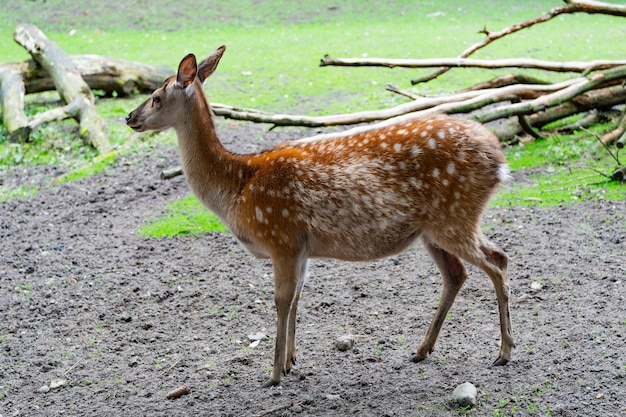 Giovani cervi nel parco degli animali dello zoo all'aperto a figura intera