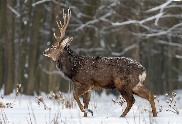 Giovani cervi nella foresta invernale