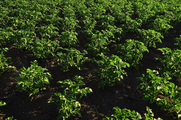 giovani cespugli di patate crescono nel giardino