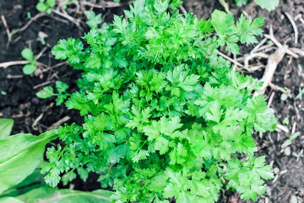 Giovani cespugli di prezzemolo. Piante utili in giardino.