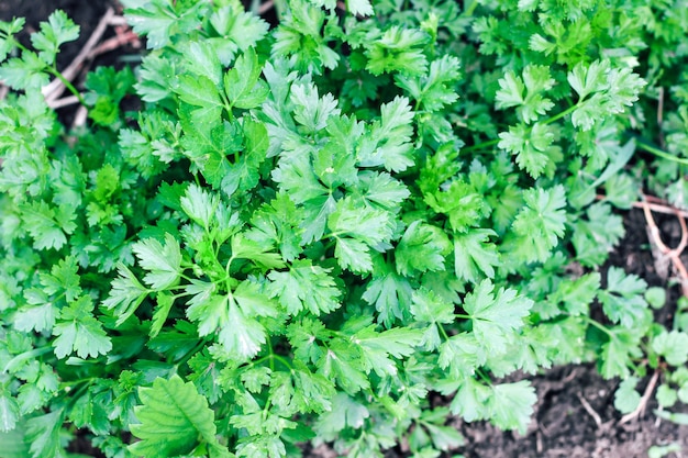 Giovani cespugli di prezzemolo. Piante utili in giardino.